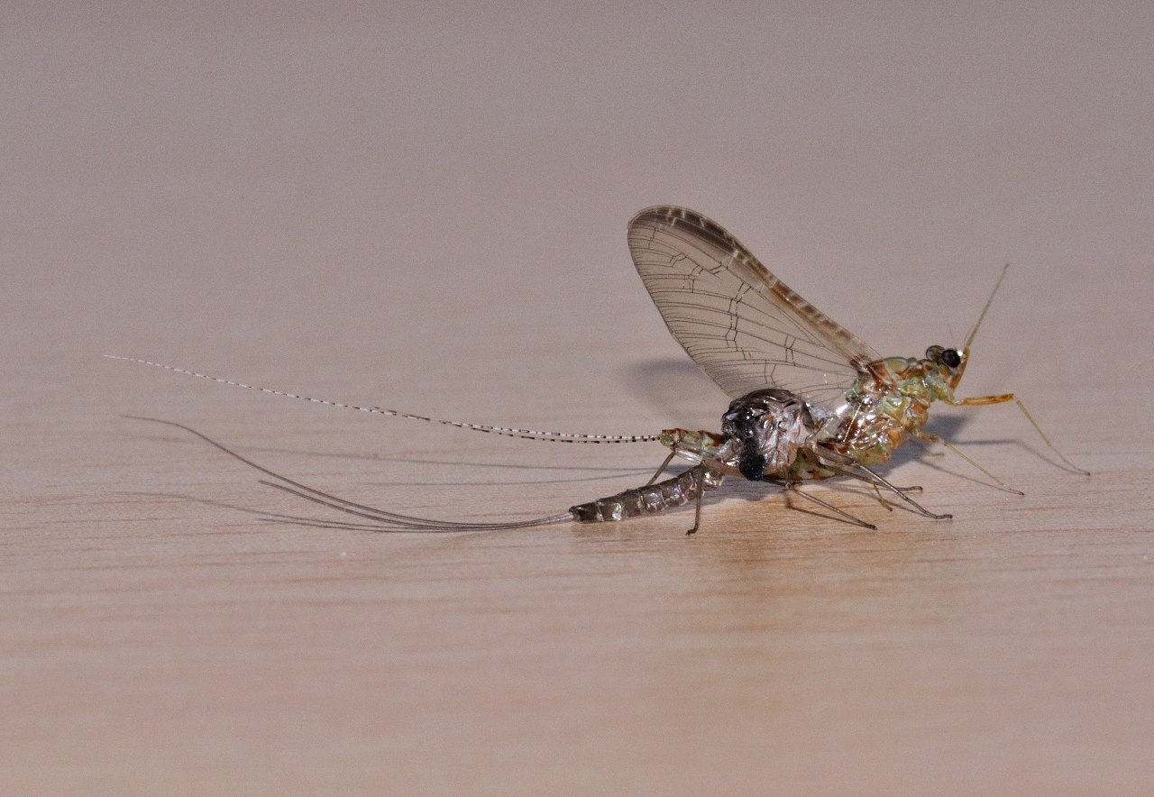 Cloeon cognatum subimago femmina